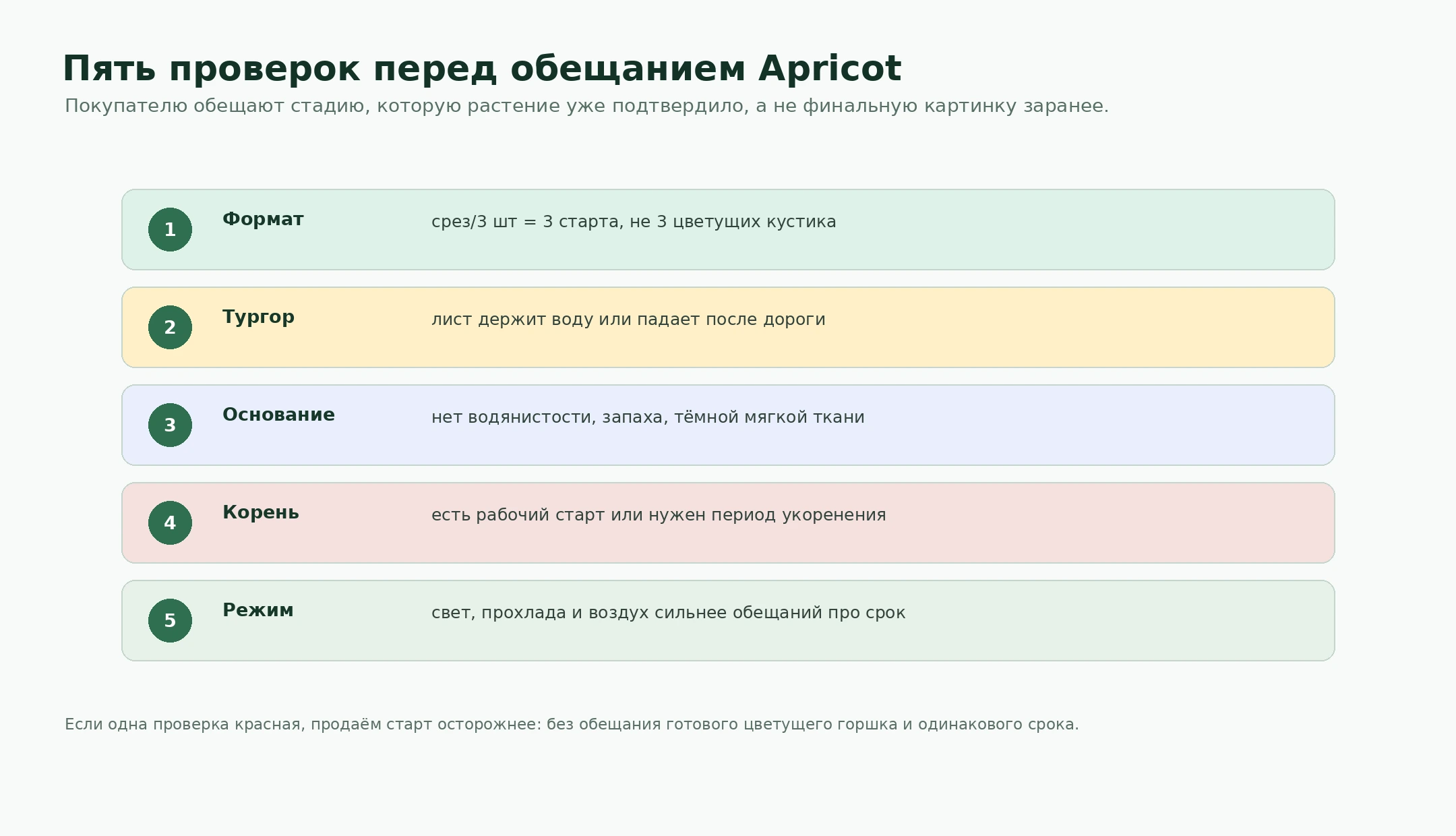 Пять проверок перед обещанием Apricot для гвоздики Sweet Pleasure Apricot