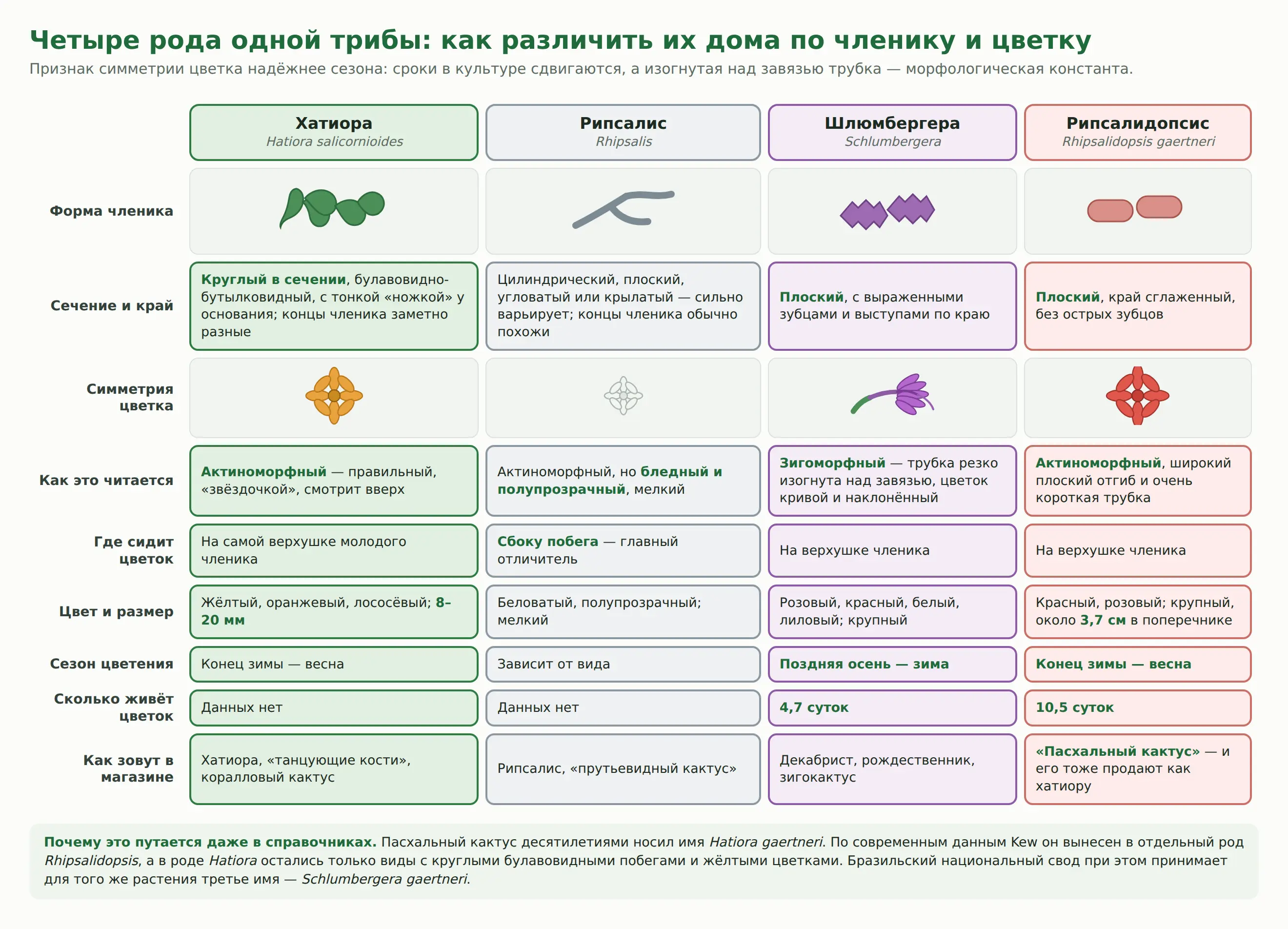 Сравнение четырёх родов трибы Rhipsalideae: форма членика, симметрия цветка, положение цветка и сезон цветения у хатиоры, рипсалиса, шлюмбергеры и рипсалидопсиса
