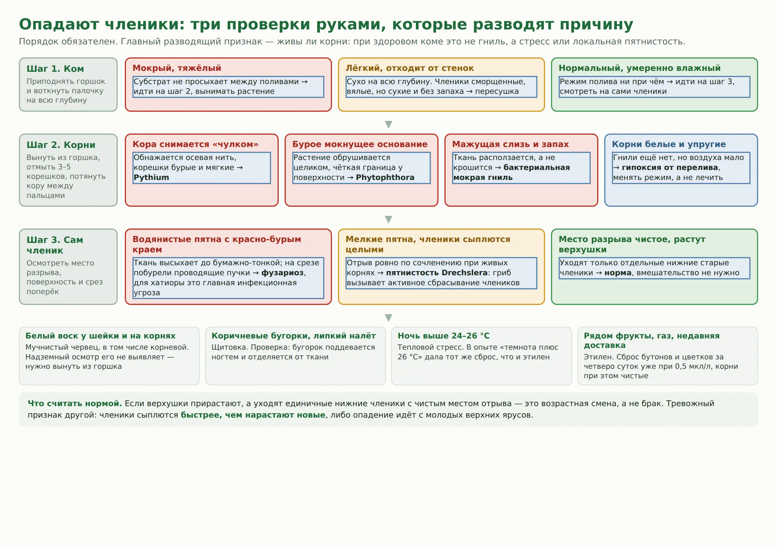 Дерево решений при опадении члеников хатиоры: проверка кома, проверка корней и осмотр самого членика с выходом на конкретную причину