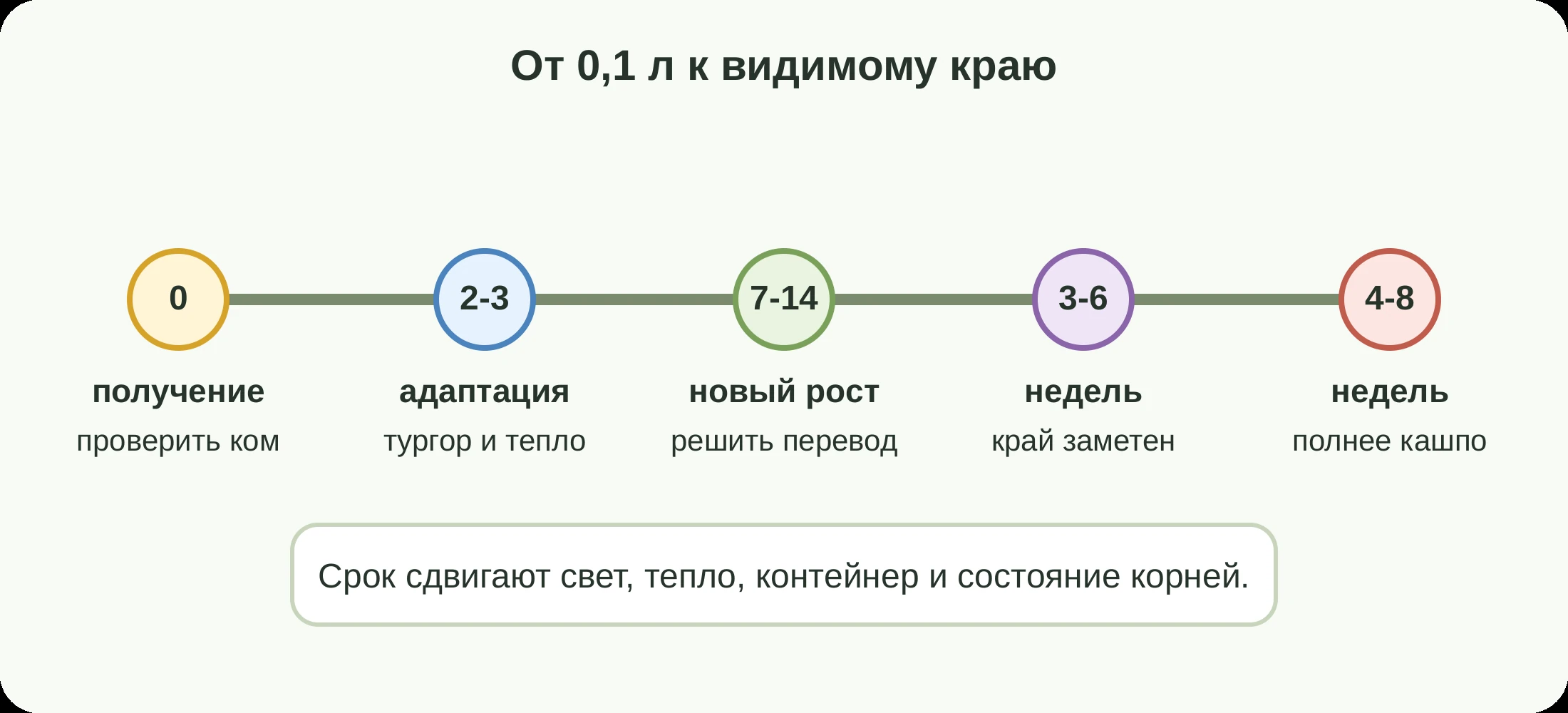 Таймлайн от получения 0,1 л до видимого края кашпо