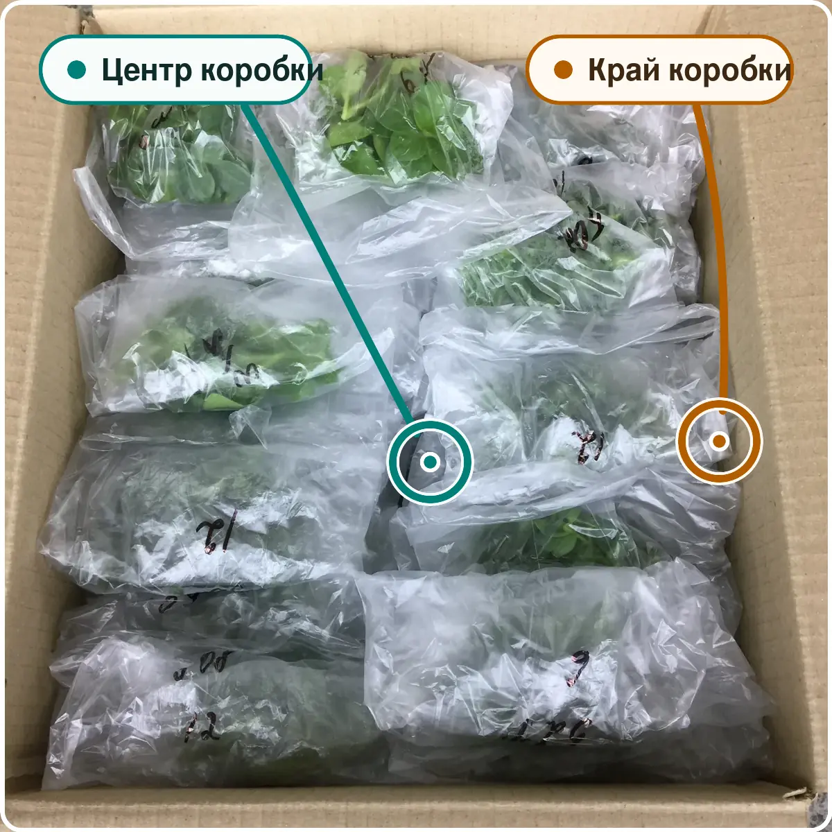 Открытая коробка Завода ФЛОРА с черенками в пакетах и отмеченными положениями отбора в центре и у края.
