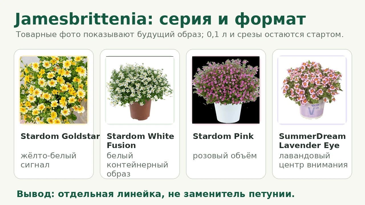 Матрица серий Jamesbrittenia Stardom и SummerDream по товарным фото