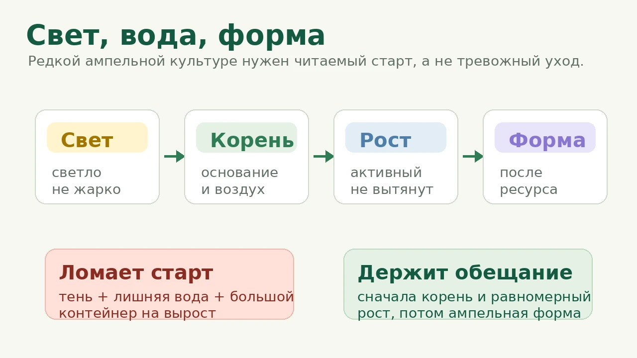 Джеймсбриттения: свет, вода, корень и форма без тревожного ухода