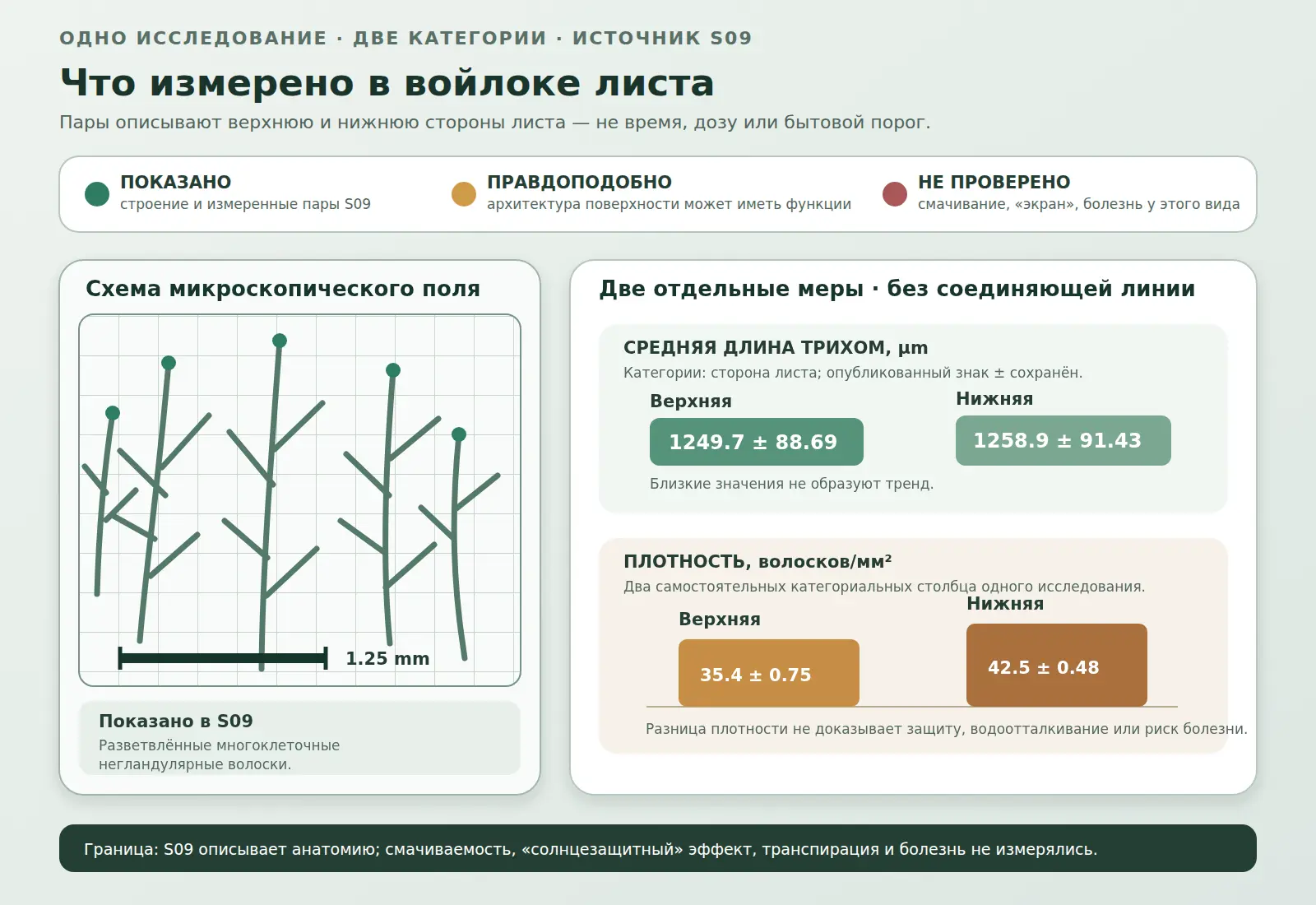 Схема микроскопического войлока и две отдельные пары измерений длины и плотности трихом на верхней и нижней сторонах листа Kalanchoe tomentosa.