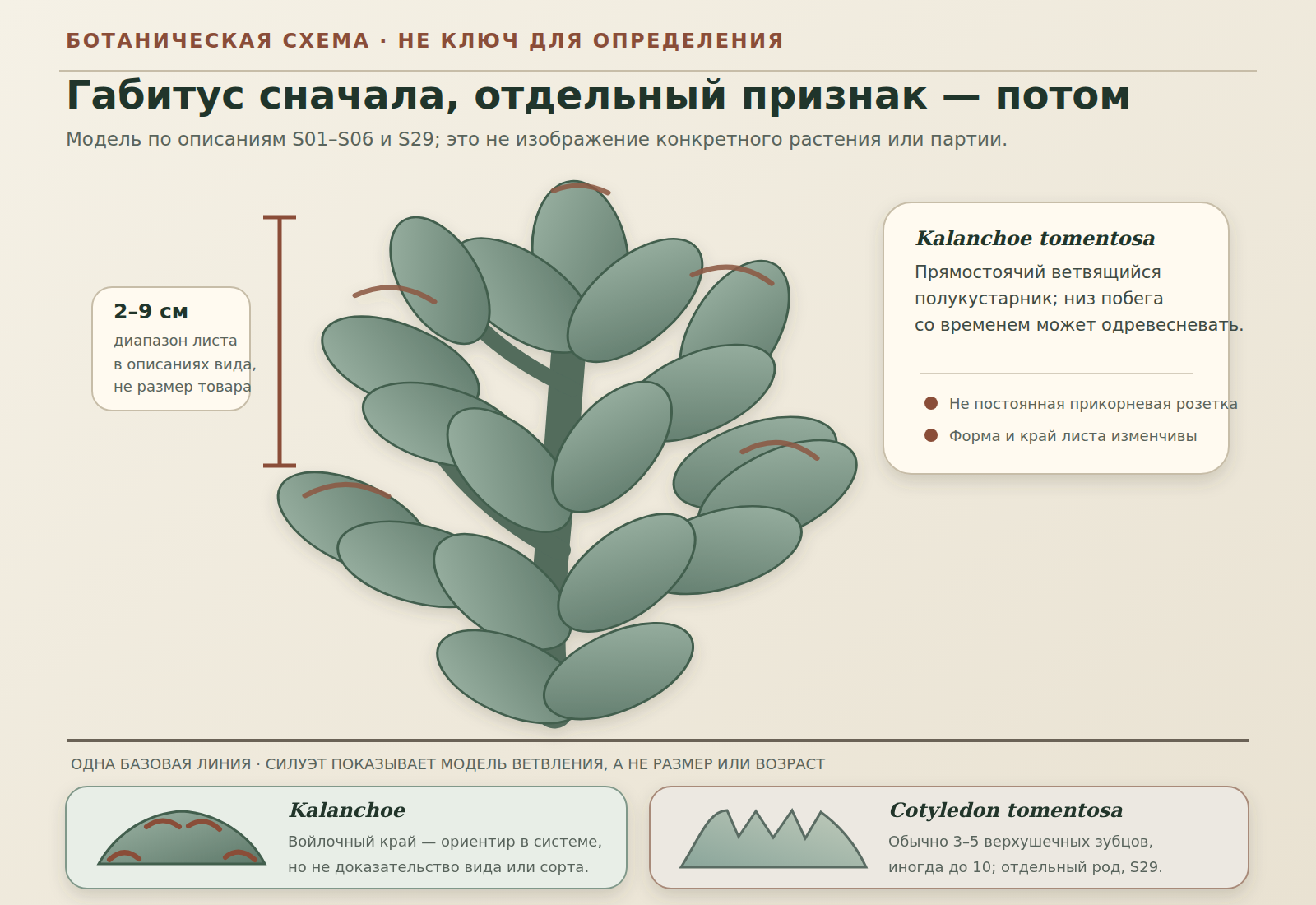 Схема ветвящейся формы роста Kalanchoe tomentosa с диапазоном длины листа 2–9 см и отдельными условными верхушками Kalanchoe и Cotyledon tomentosa.