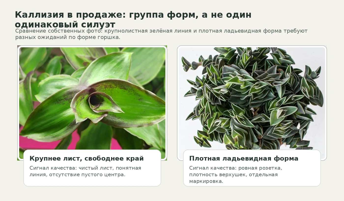 Сравнение двух форм каллизии: крупнолистная зелёная линия и плотная ладьевидная форма