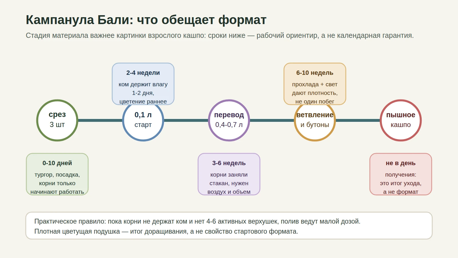 Схема развития кампанулы Бали от среза и 0,1 л до ветвления и пышного кашпо