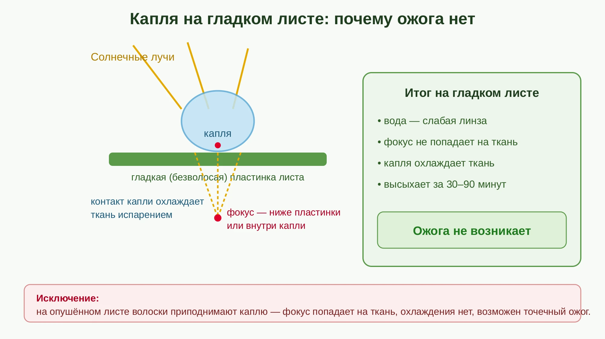 Схема: почему капля на гладком листе не оставляет ожога — фокус линзы уходит под лист, а контакт капли с тканью охлаждает её испарением
