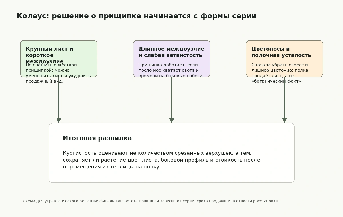 Схема принятия решения о прищипке колеуса по типу роста, междоузлию и полочной стойкости.