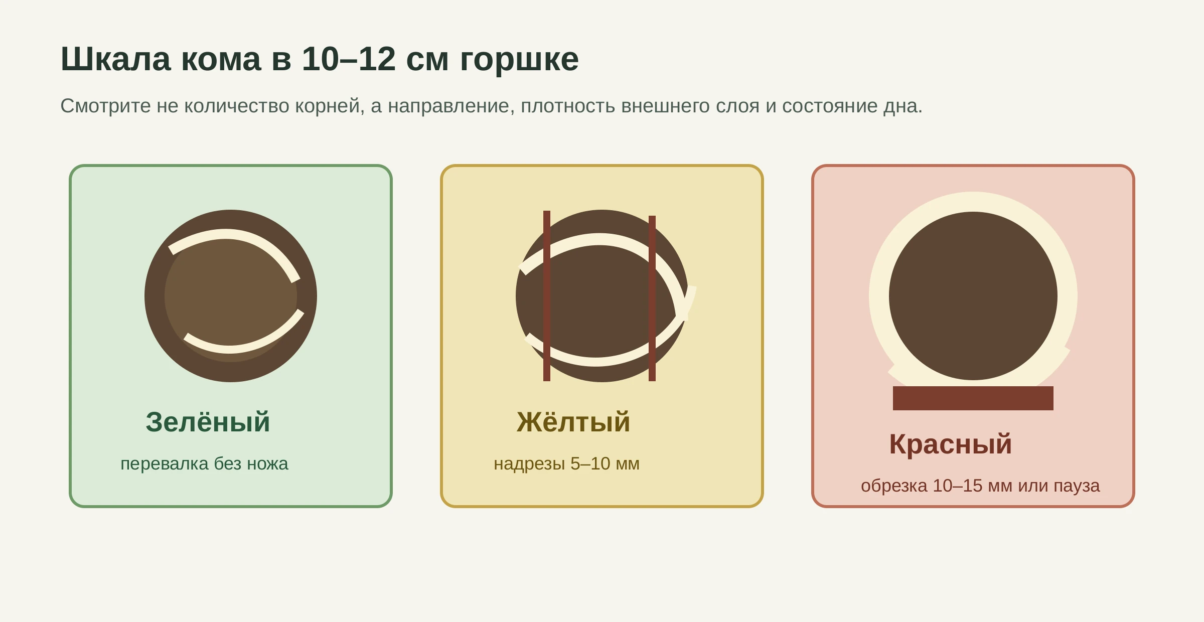 Шкала состояния корневого кома в 10-12 см горшке