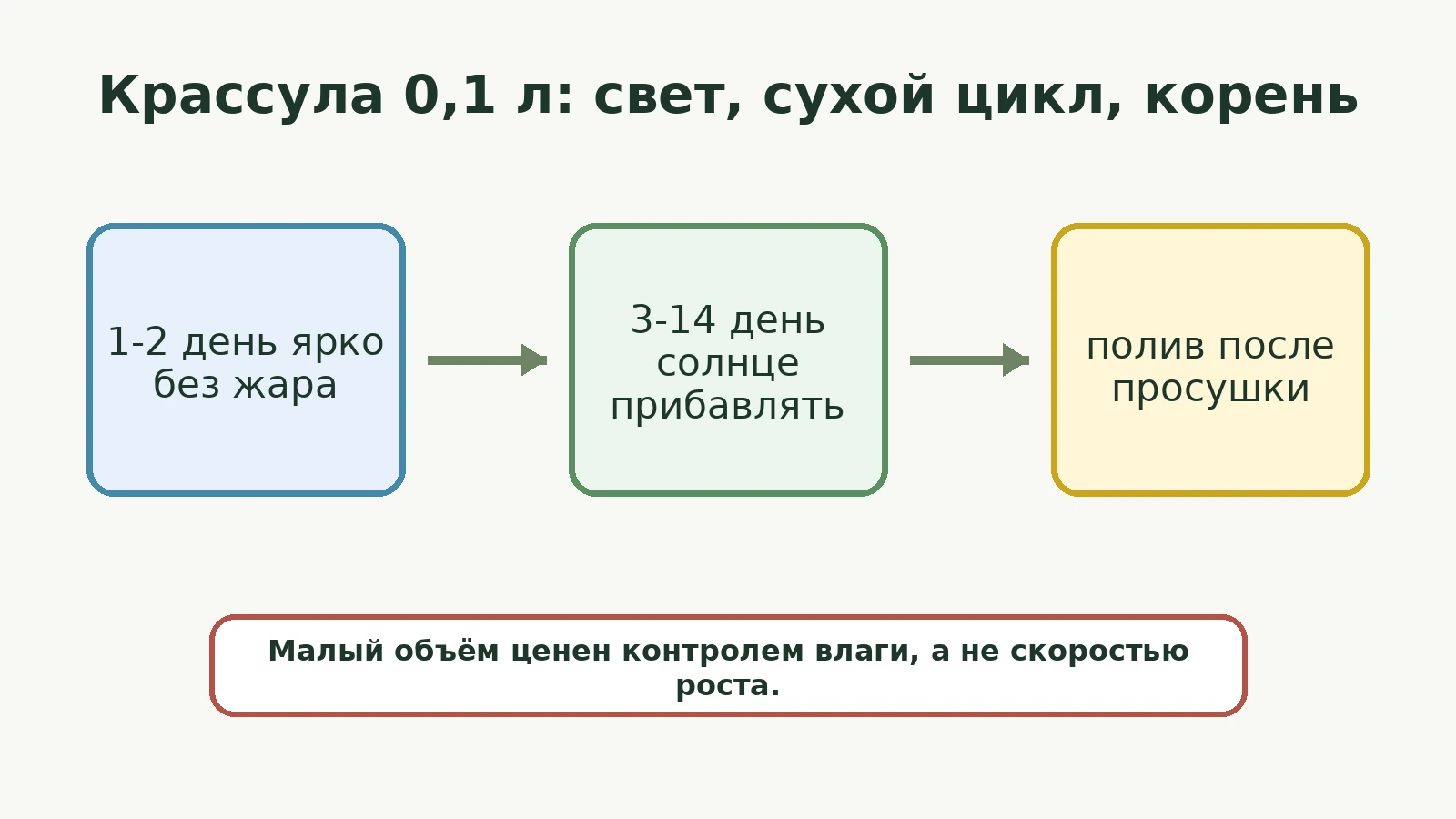 Схема старта крассулы 0,1 л: яркий свет без жара, постепенное солнце, полив после просушки