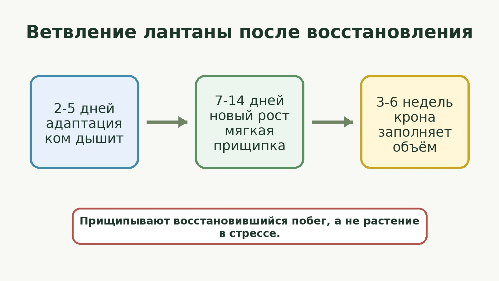 Диаграмма: ветвление лантаны после восстановления и нового роста