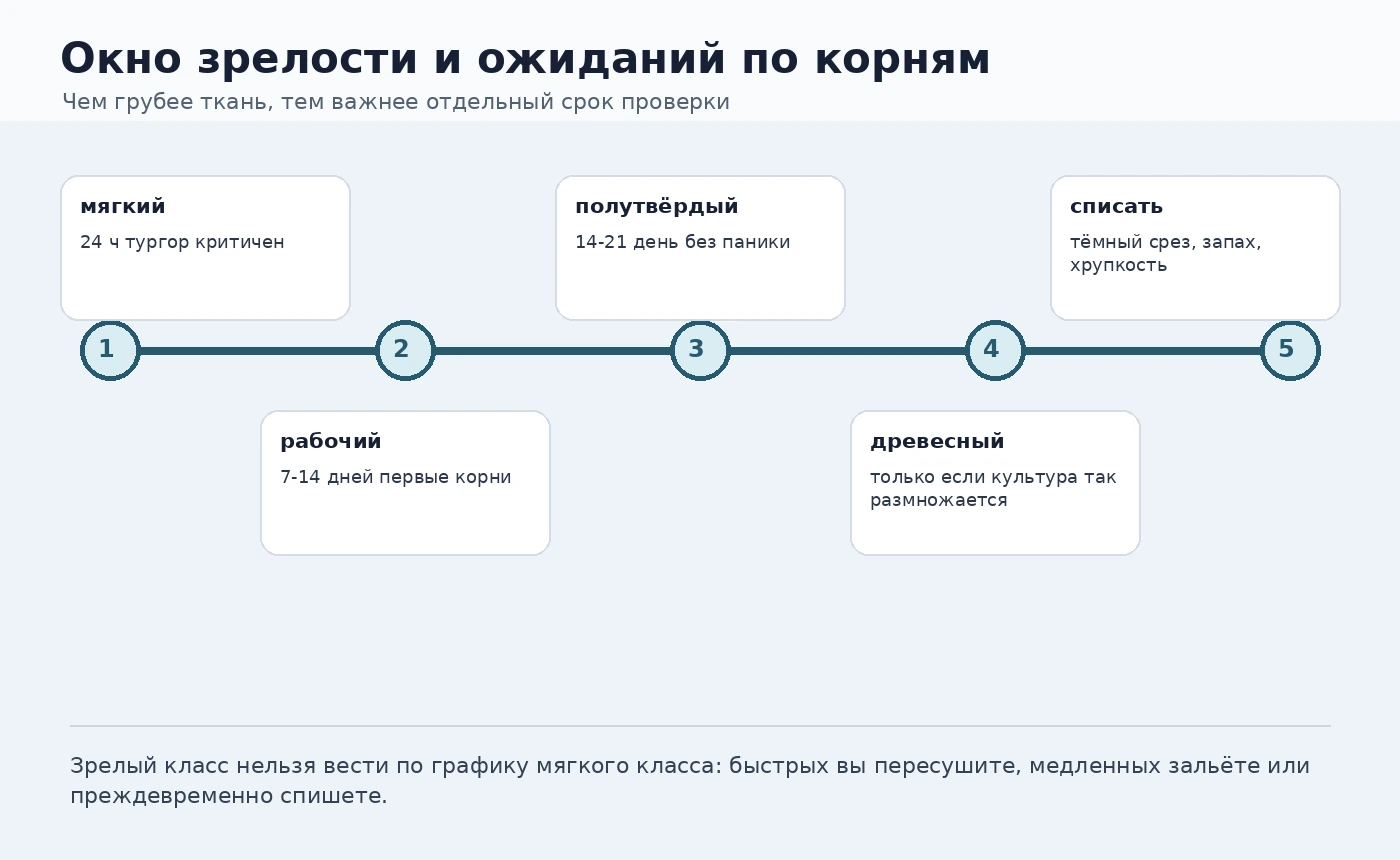 Таймлайн зрелости черенка от мягкого побега до древесного материала