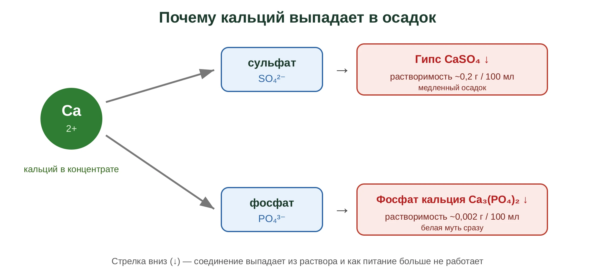 Реакции выпадения кальция: с сульфатом образуется гипс, с фосфатом — фосфат кальция