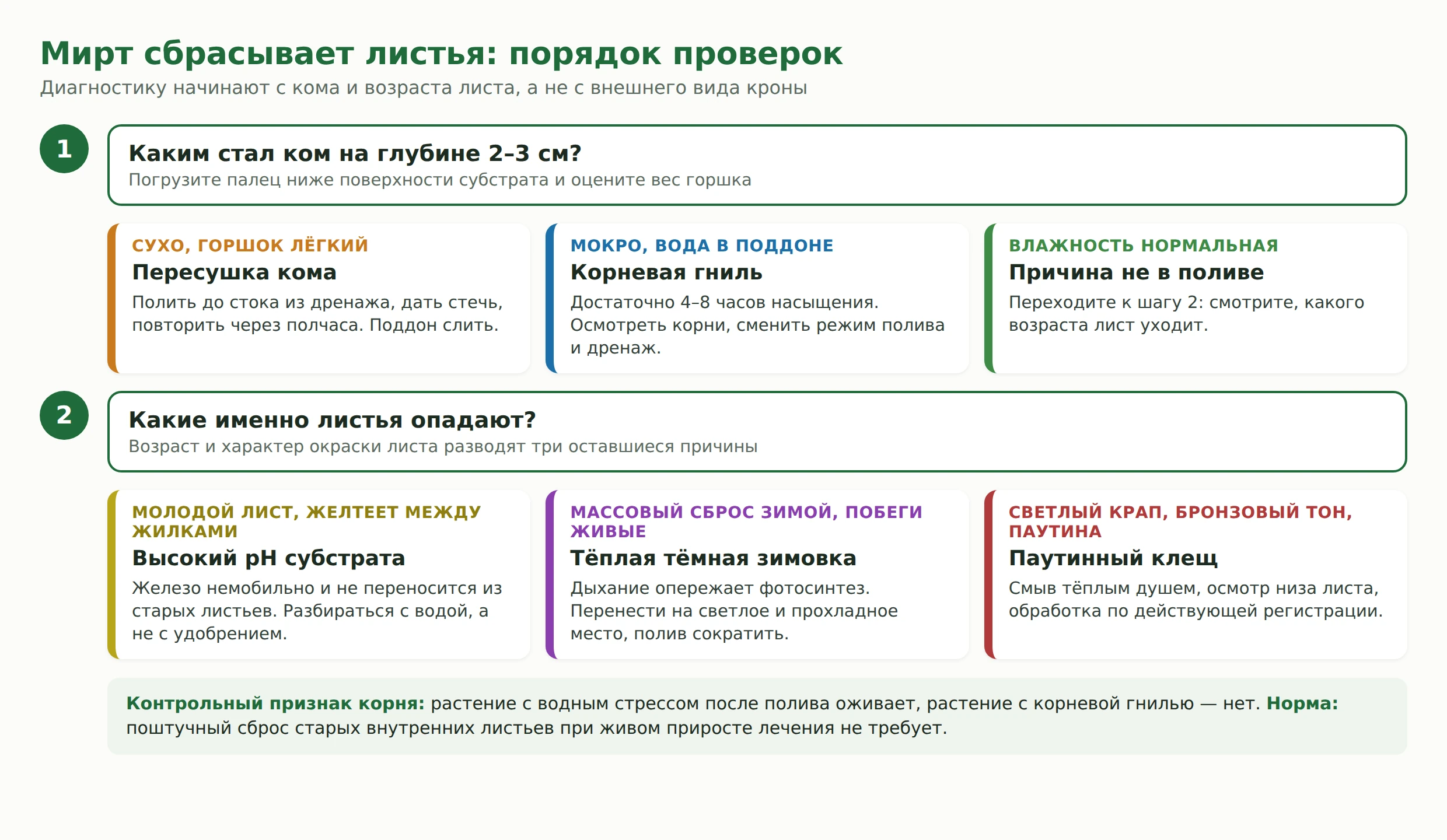 Дерево решений: как по кому и возрасту листа отличить пересушку мирта от корневой гнили, хлороза и тёплой зимовки