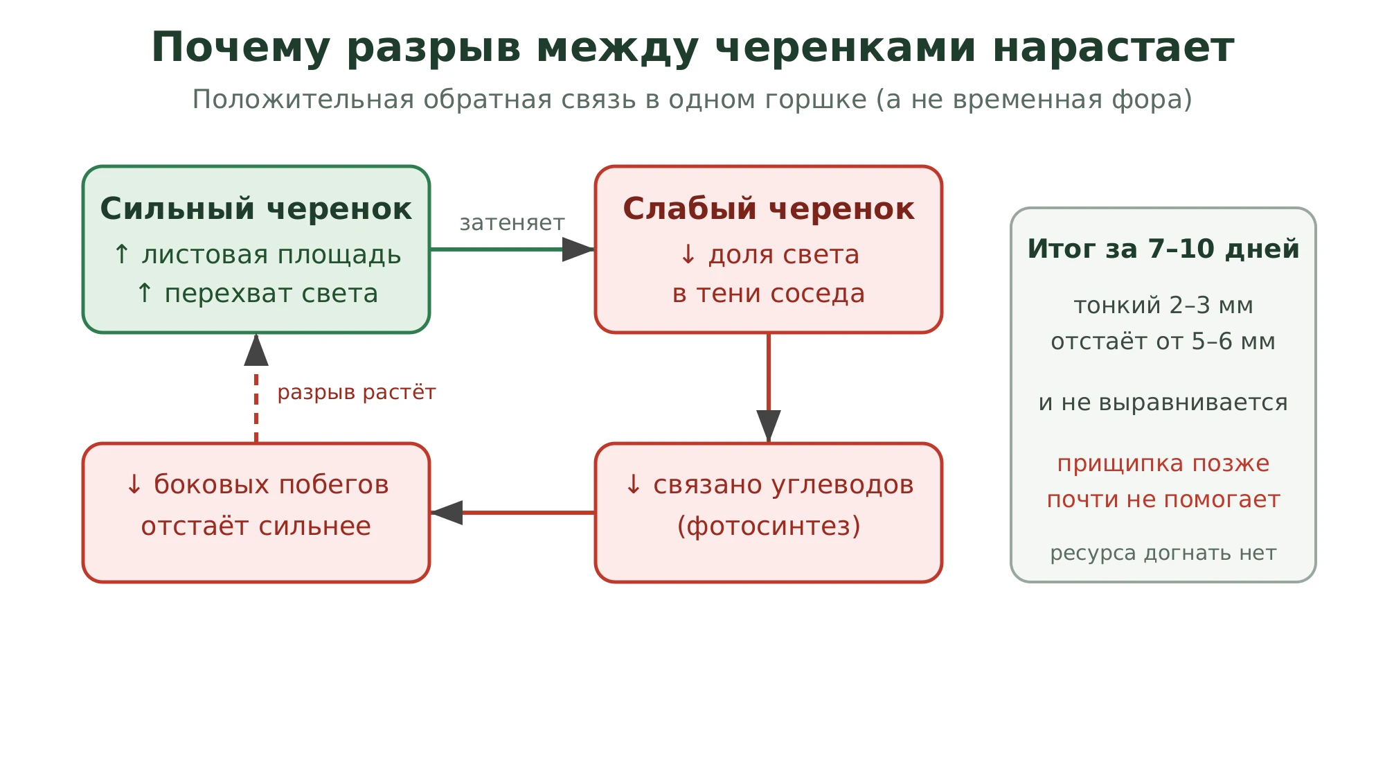 Схема положительной обратной связи: сильный черенок наращивает листовую площадь и перехватывает свет, слабому достаётся меньше света, меньше углеводов и меньше боковых побегов — разрыв в силе между черенками нарастает, а не сокращается