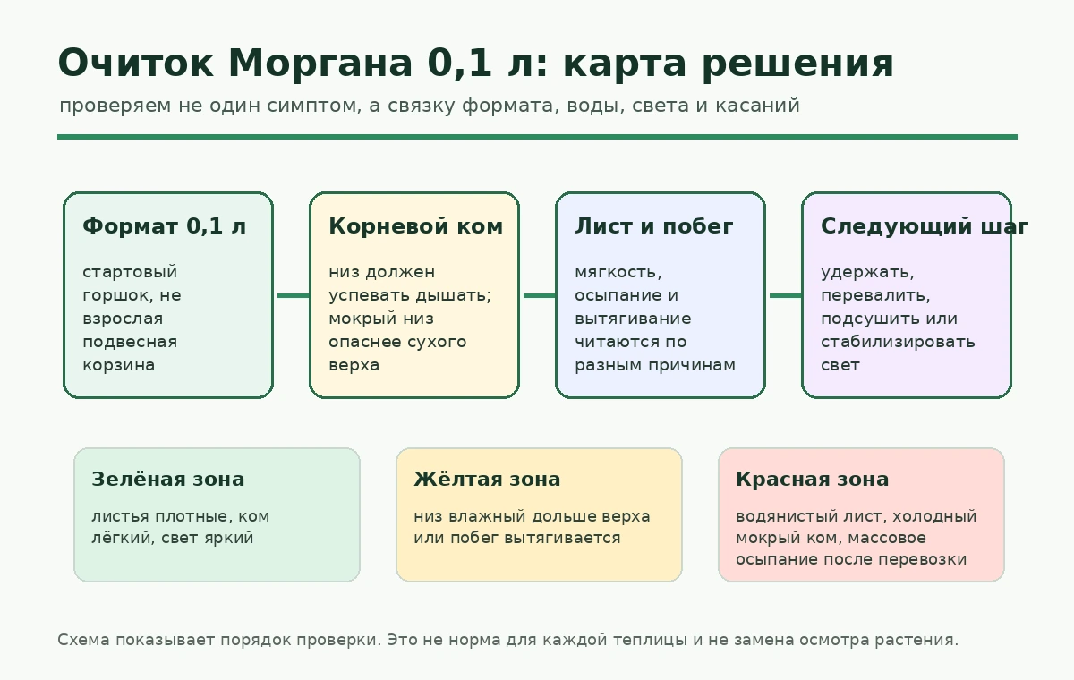 Карта решения для очитка Моргана в 0,1 л: формат, корневой ком, лист и следующий шаг.