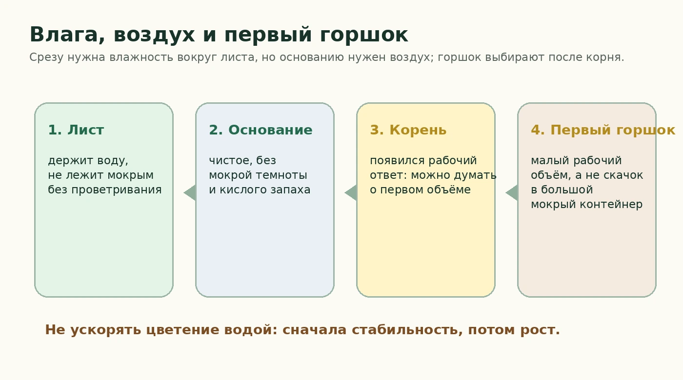 Влага, воздух и первый горшок для срезов остеоспермума Nanuk