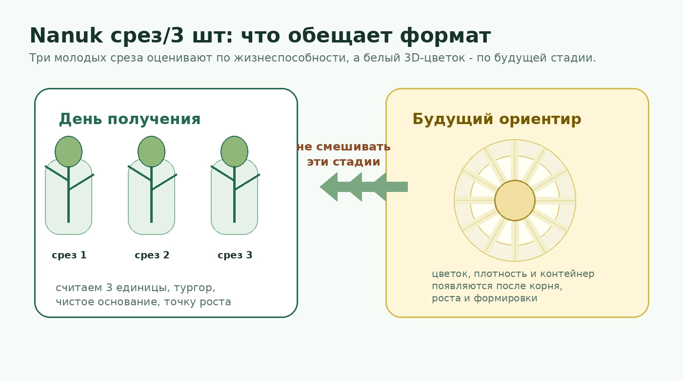 Nanuk срез/3 шт: граница между стартовым материалом и будущим белым цветком