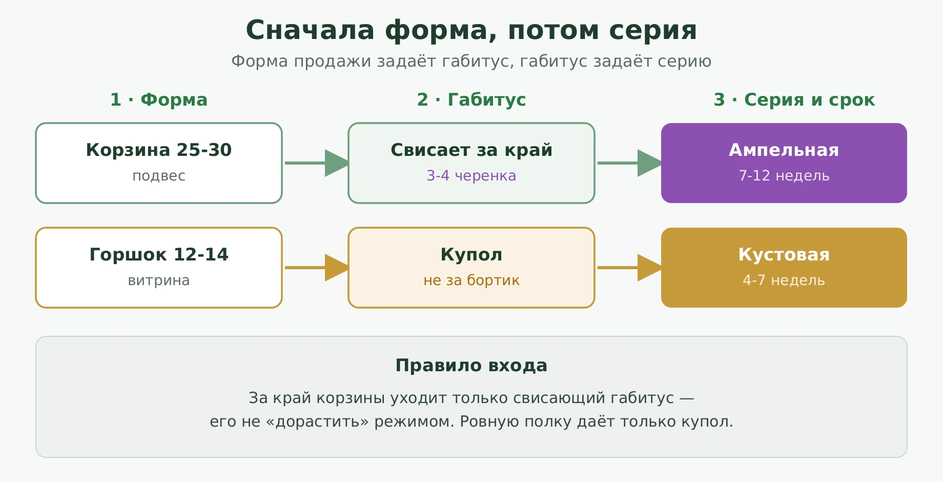 Маршрут выбора серии остеоспермума в три шага: форма продажи задаёт габитус, габитус задаёт серию. Корзина 25-30 см ведёт к каскадному габитусу и ампельной серии, финиш 7-12 недель; горшок 12-14 см ведёт к куполовидному габитусу и кустовой серии, финиш 4-7 недель