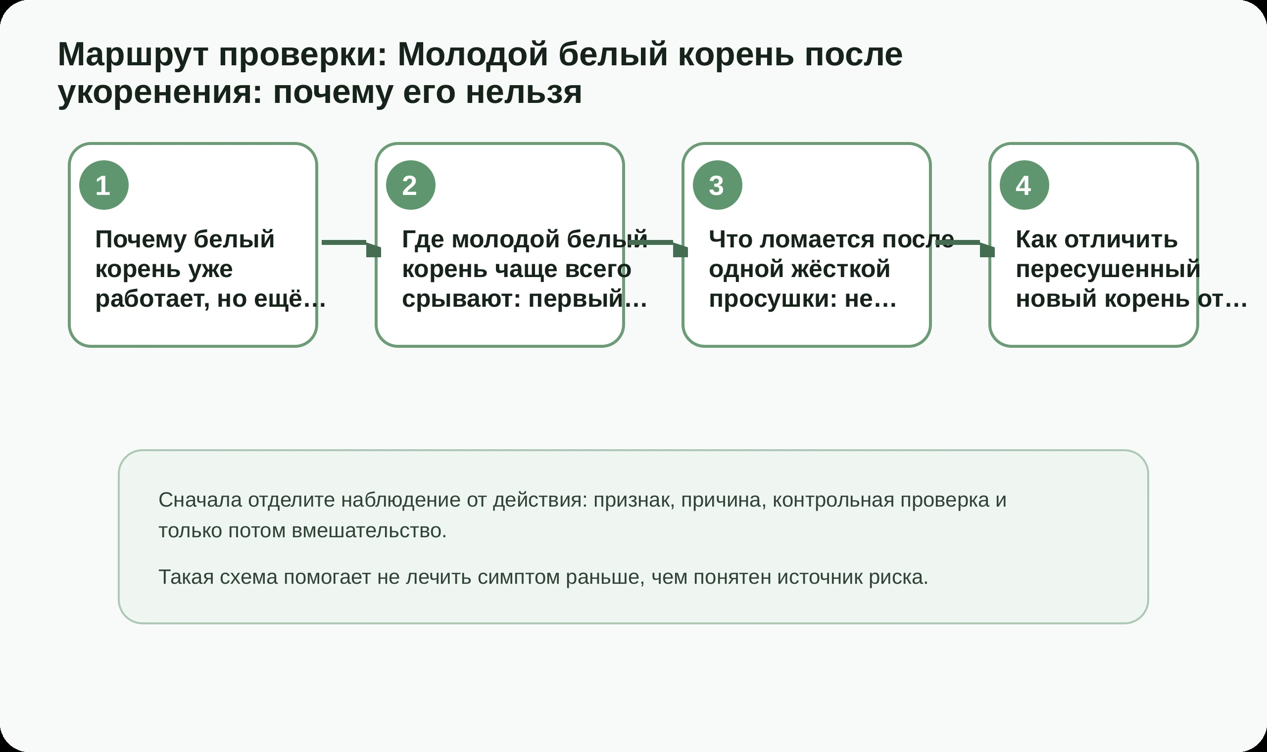 Маршрут проверки по статье Молодой белый корень после укоренения: почему его нельзя