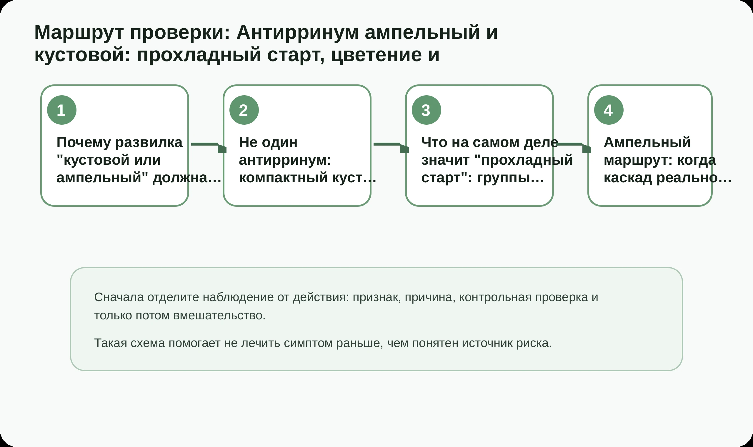 Маршрут проверки по статье Антирринум ампельный и кустовой: прохладный старт, цветение и