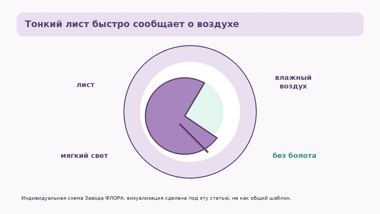 Лист пеллионии в контуре влажности воздуха и мягкого света