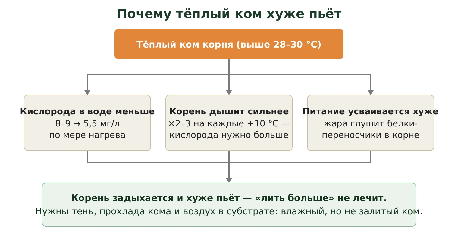 Механизм: почему тёплый ком корня хуже поглощает воду