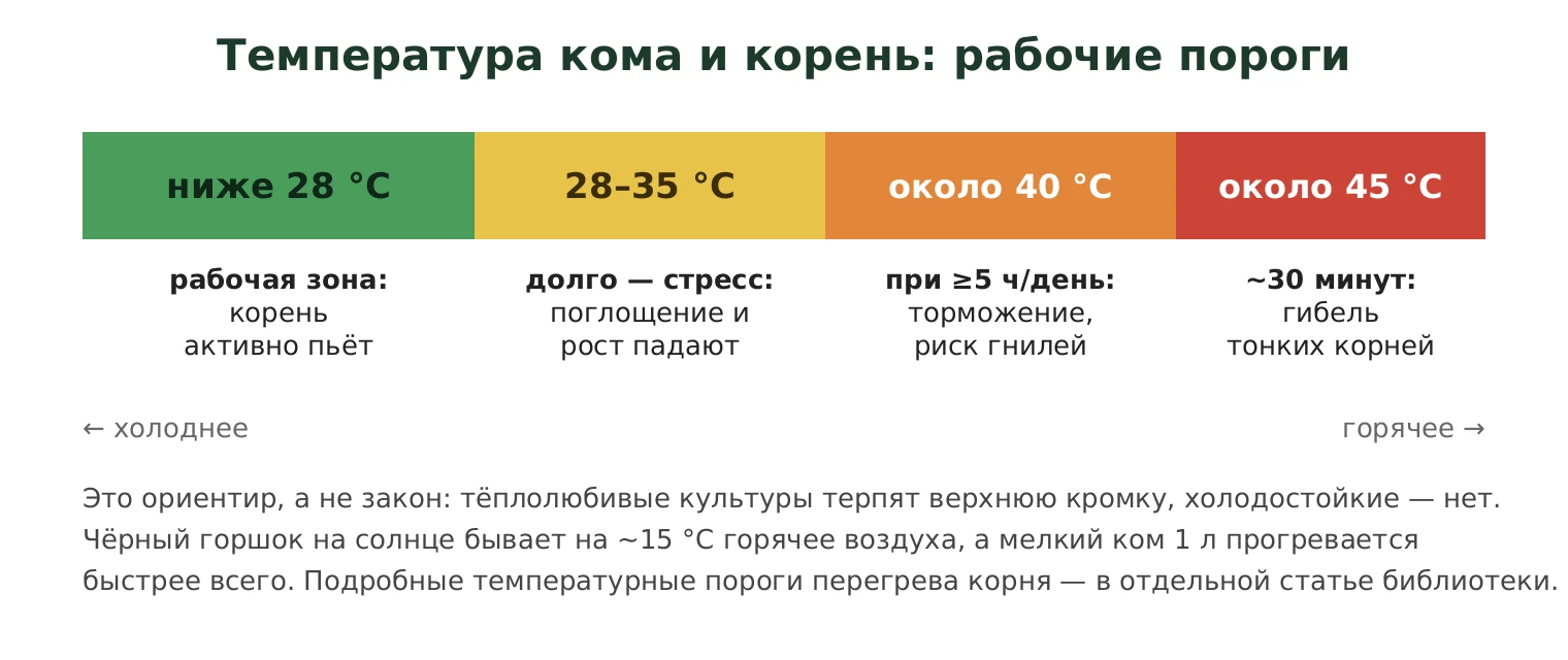 Шкала температуры корневой зоны: рабочие пороги при перевалке в жару