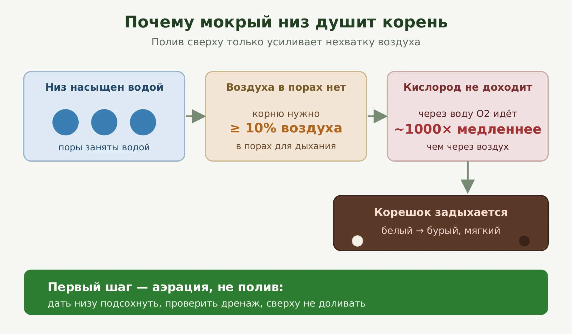 Механизм гипоксии мокрого низа: насыщенный субстрат вытесняет воздух из пор, корню нужно минимум 10 процентов воздуха, кислород проходит через воду примерно в тысячу раз медленнее, чем через воздух, поэтому корешок задыхается и буреет; первый шаг — аэрация, а не полив