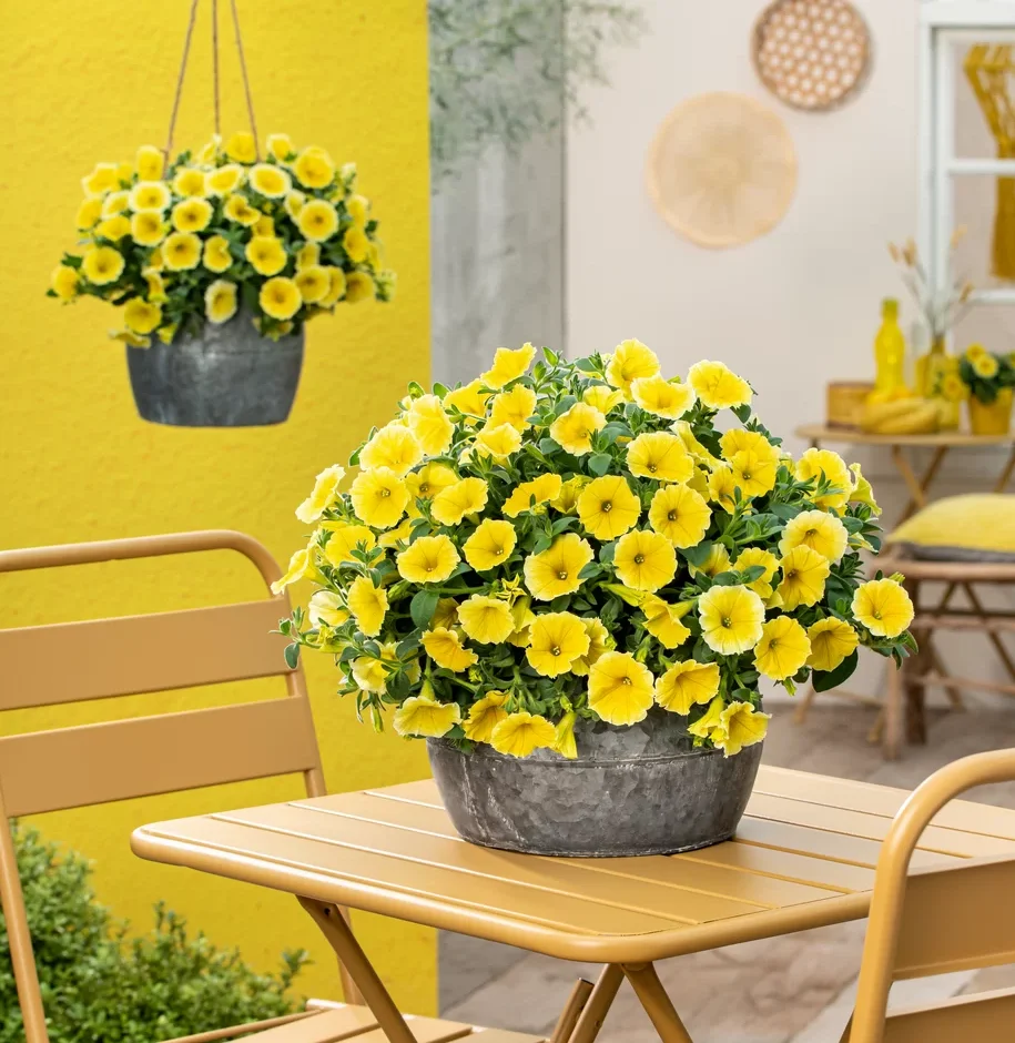 Петуния Bee's Knees Yellow в цветущем кашпо как будущий ориентир после доращивания