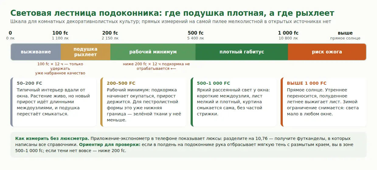 Шкала освещённости подоконника в футканделах и люксах с зонами: выживание, рыхлая подушка, рабочий минимум, плотный габитус, риск ожога