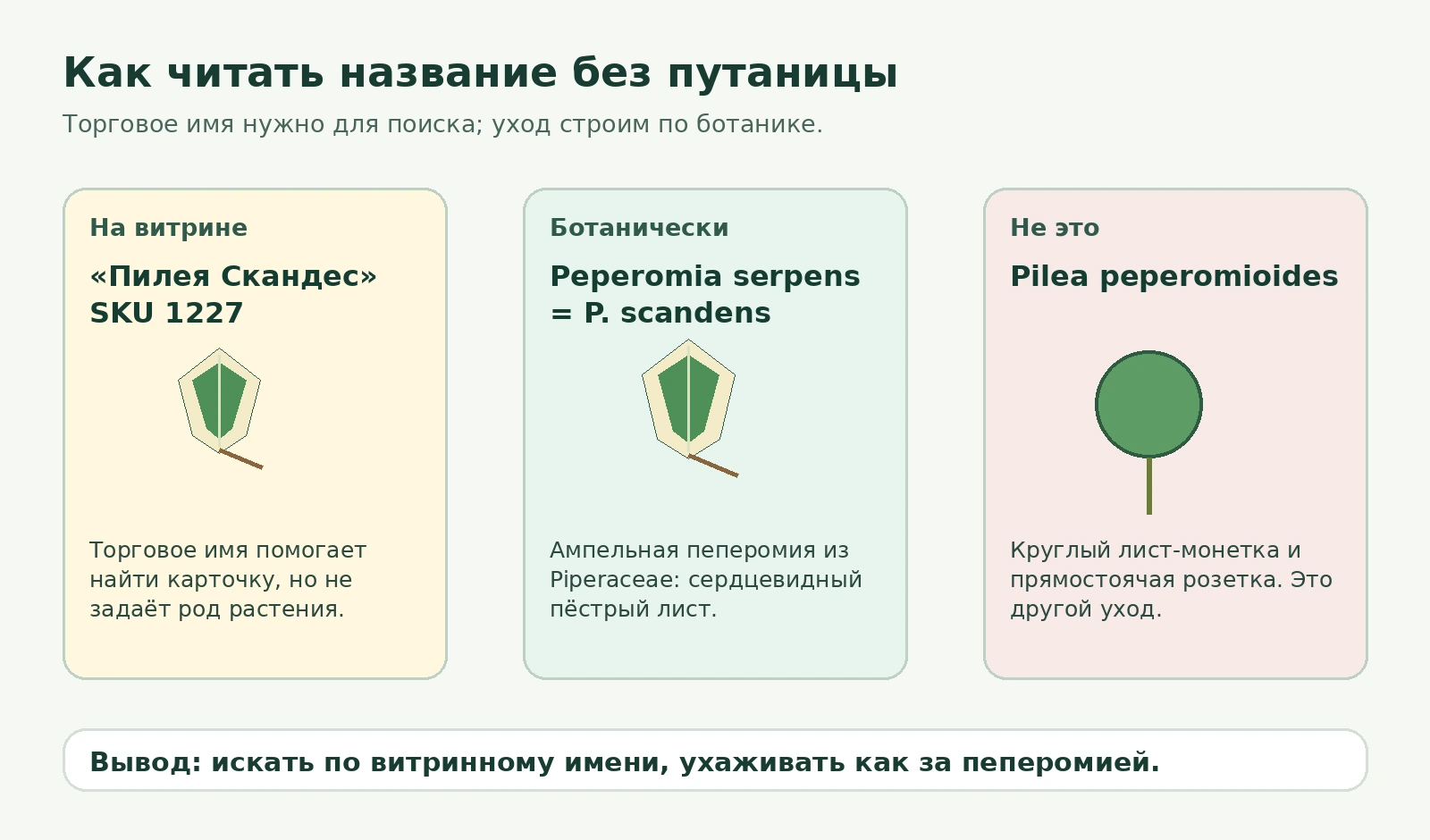 Схема: витринное имя Пилея Скандес, ботаническая рамка Peperomia serpens и отличие от Pilea peperomioides