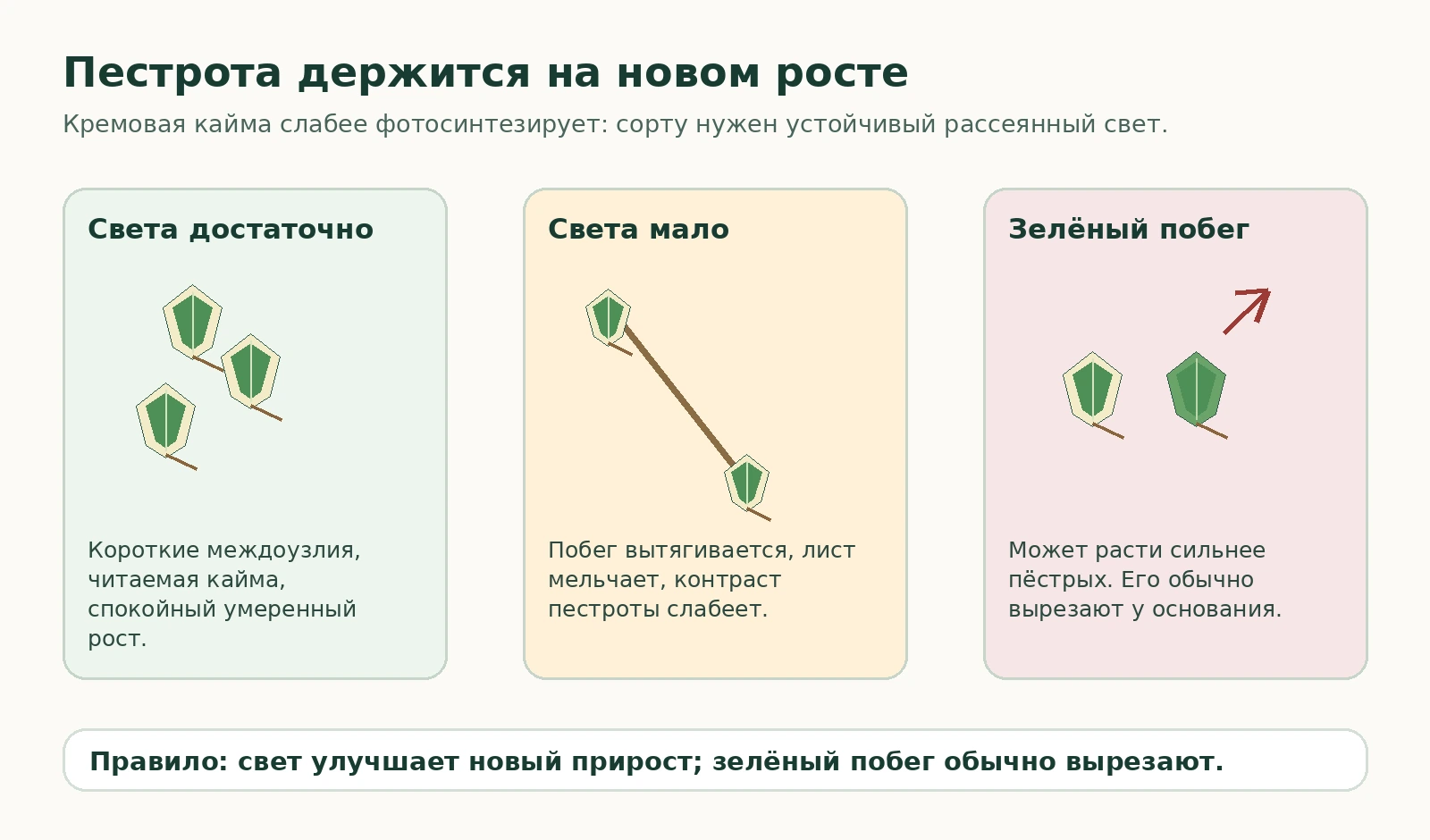 Схема: как свет влияет на пестроту, вытягивание побегов и зелёную реверсию у Peperomia scandens Variegata