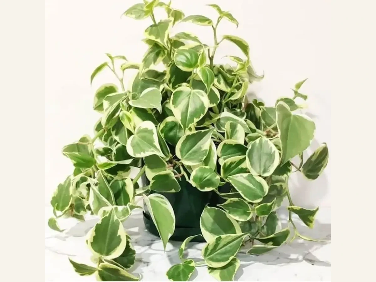 Пеперомия Скандес Variegata с сердцевидными кремово-зелёными листьями и ампельными побегами в горшке