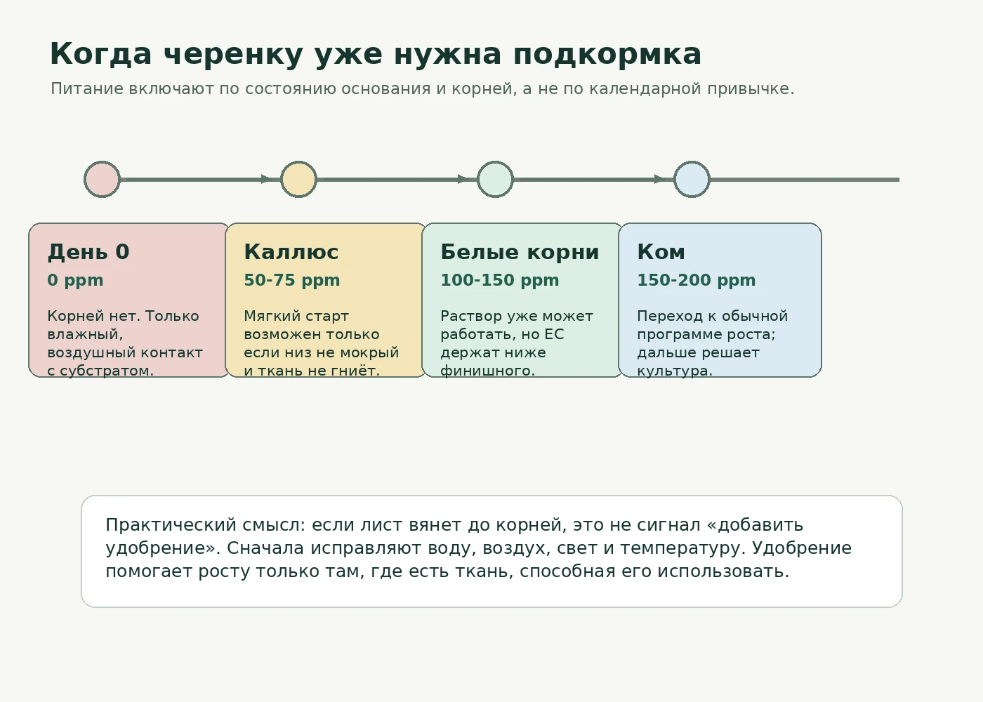 Таймлайн подключения подкормки черенка по стадии: день 0, каллюс, белые корни, ком