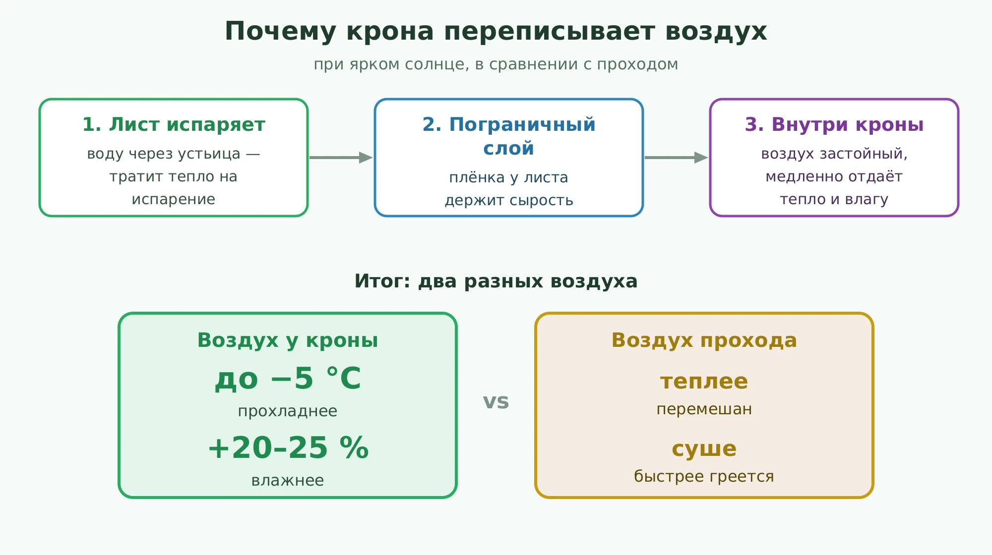 Почему воздух у кроны холоднее и влажнее воздуха прохода