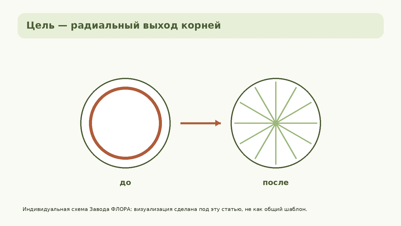 До и после: корни кольцом и корни, расходящиеся в новый субстрат