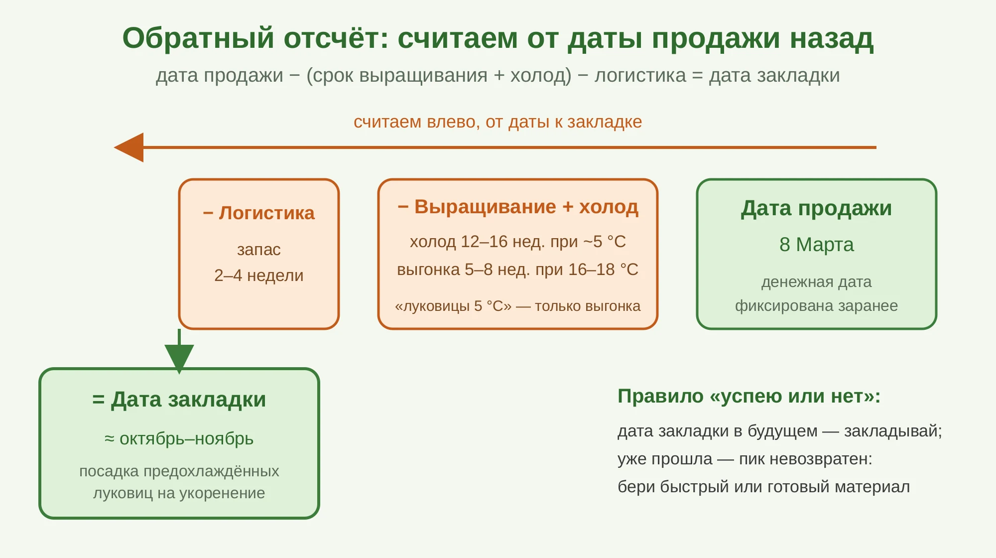 Обратный отсчёт: от даты продажи через срок выращивания, холод и логистику к дате закладки, на примере выгонки тюльпана к 8 Марта