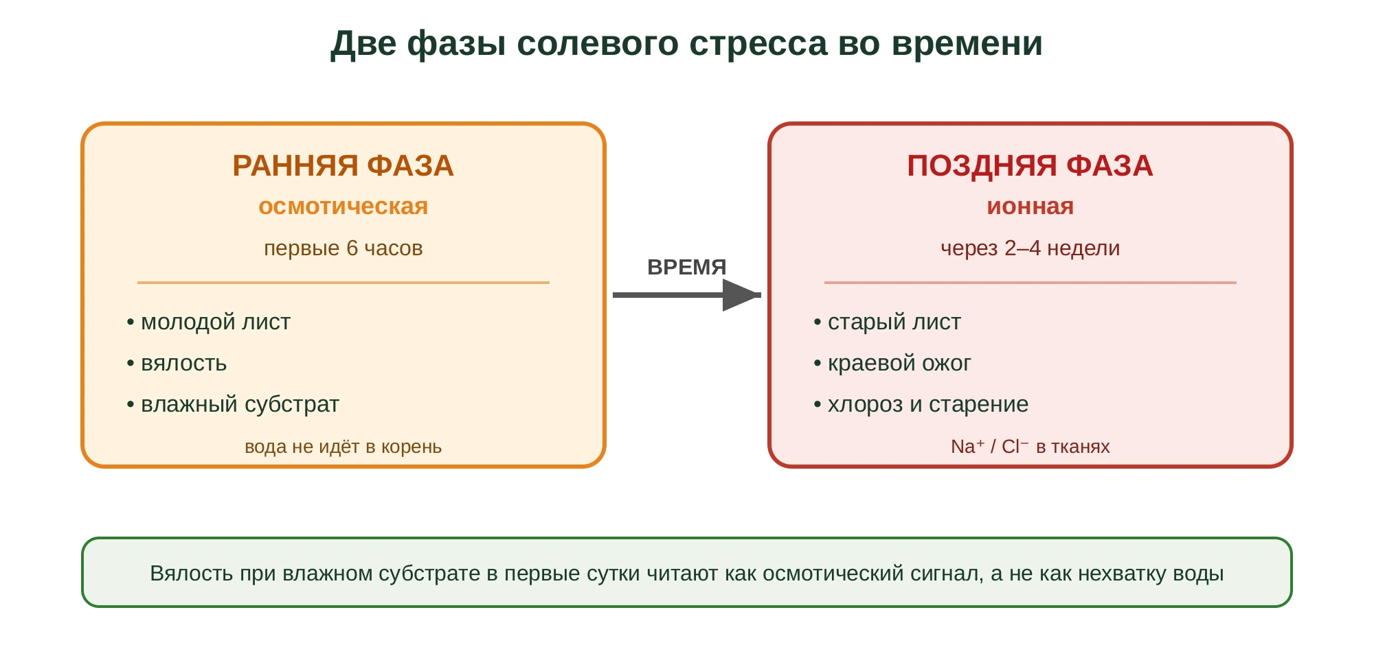 Две фазы солевого стресса на временной шкале: ранняя осмотическая фаза в первые 6 часов с вялостью молодого листа при влажном субстрате и поздняя ионная фаза через 2–4 недели с краевым ожогом старого листа
