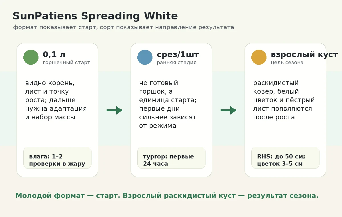 SunPatiens Spreading White: схема ожиданий от 0,1 л, среза и взрослого куста