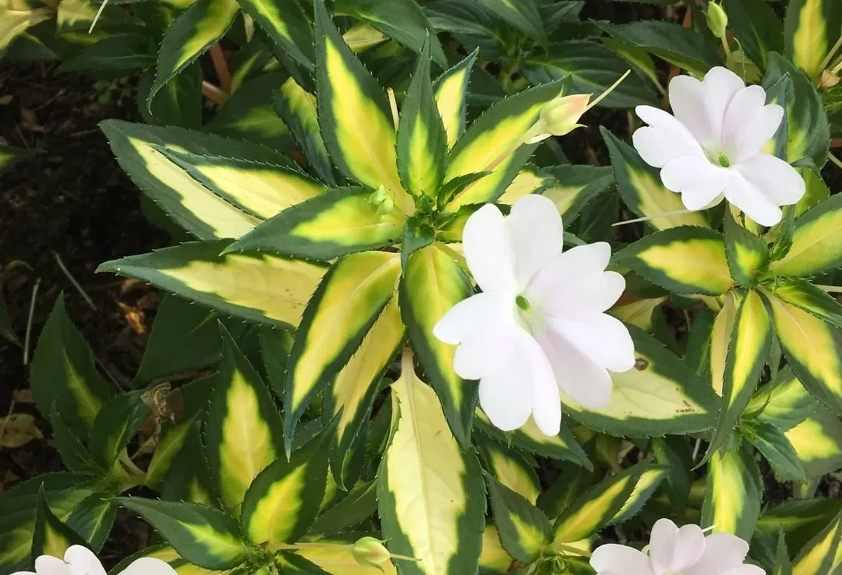 SunPatiens Spreading White вариегатный: белые цветки и кремово-зелёный лист