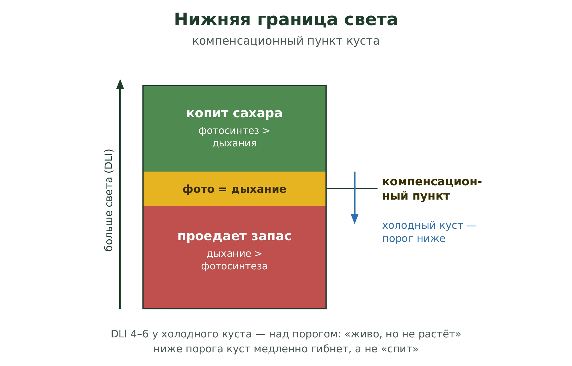 Световой компенсационный пункт как нижняя граница: ниже него дыхание превышает фотосинтез и куст проедает запас, выше идёт накопление сахаров; на холоде порог опускается