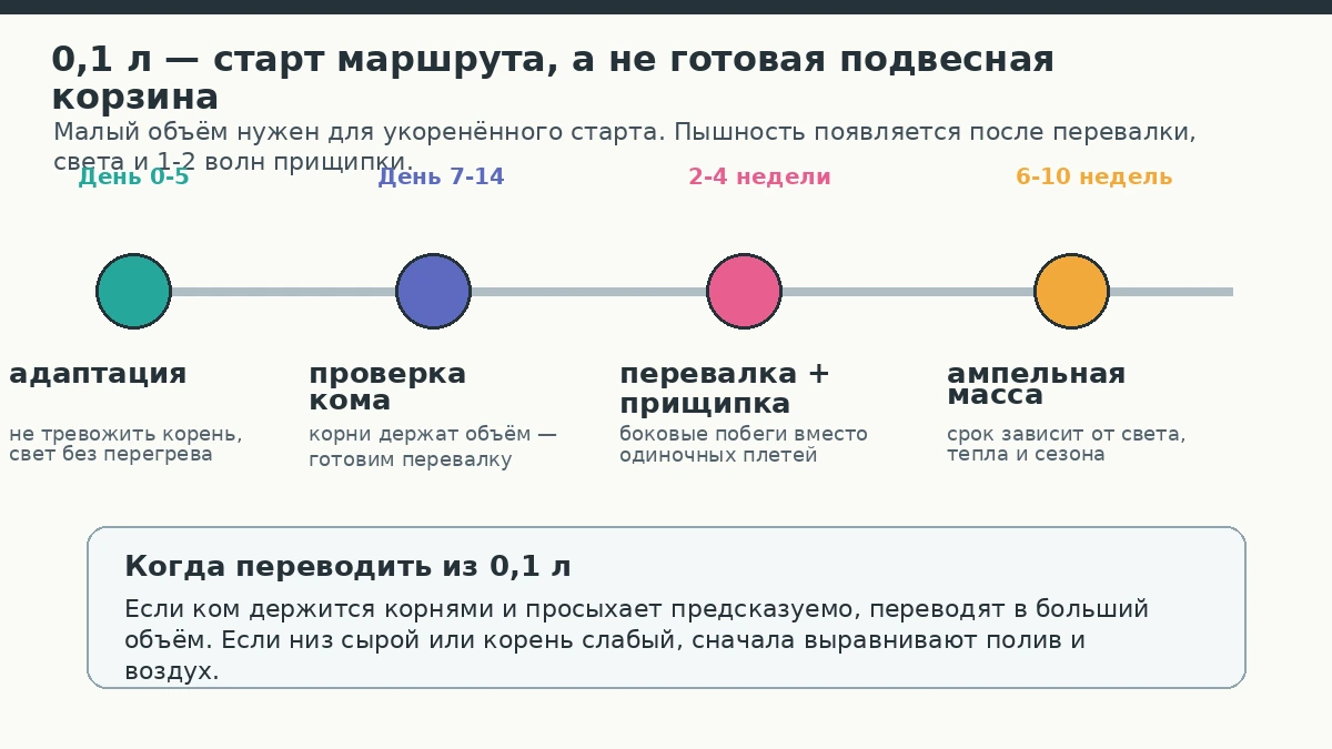 Календарный маршрут доращивания традесканции Pink Paradise из 0,1 л