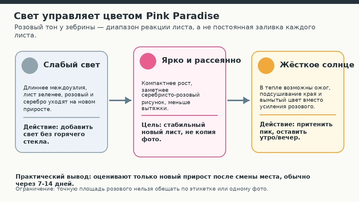 Световой маршрут для традесканции Pink Paradise: слабый свет, яркий рассеянный свет и жёсткое солнце