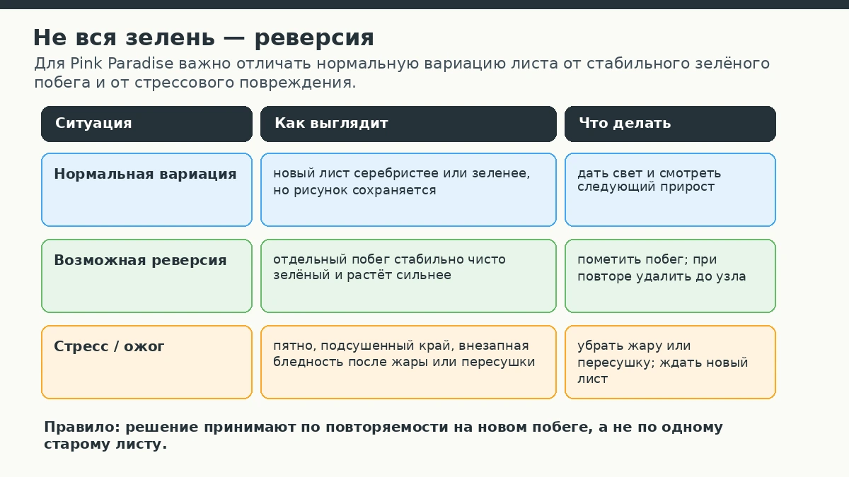 Как отличить нормальную вариацию Pink Paradise от реверсии и стресса