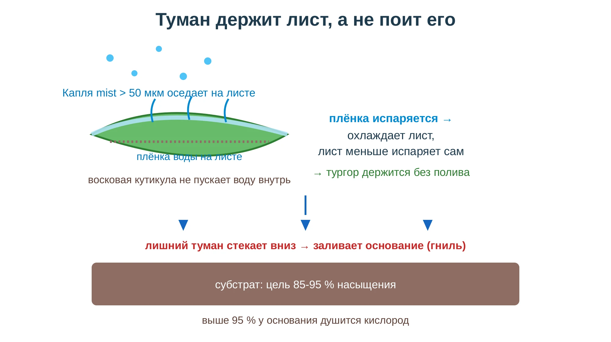 Механизм тумана: капли mist оседают плёнкой на листе, восковая кутикула не пускает воду внутрь, плёнка испаряется и охлаждает лист, снижая его собственное испарение. Лишний туман стекает в субстрат и заливает основание.