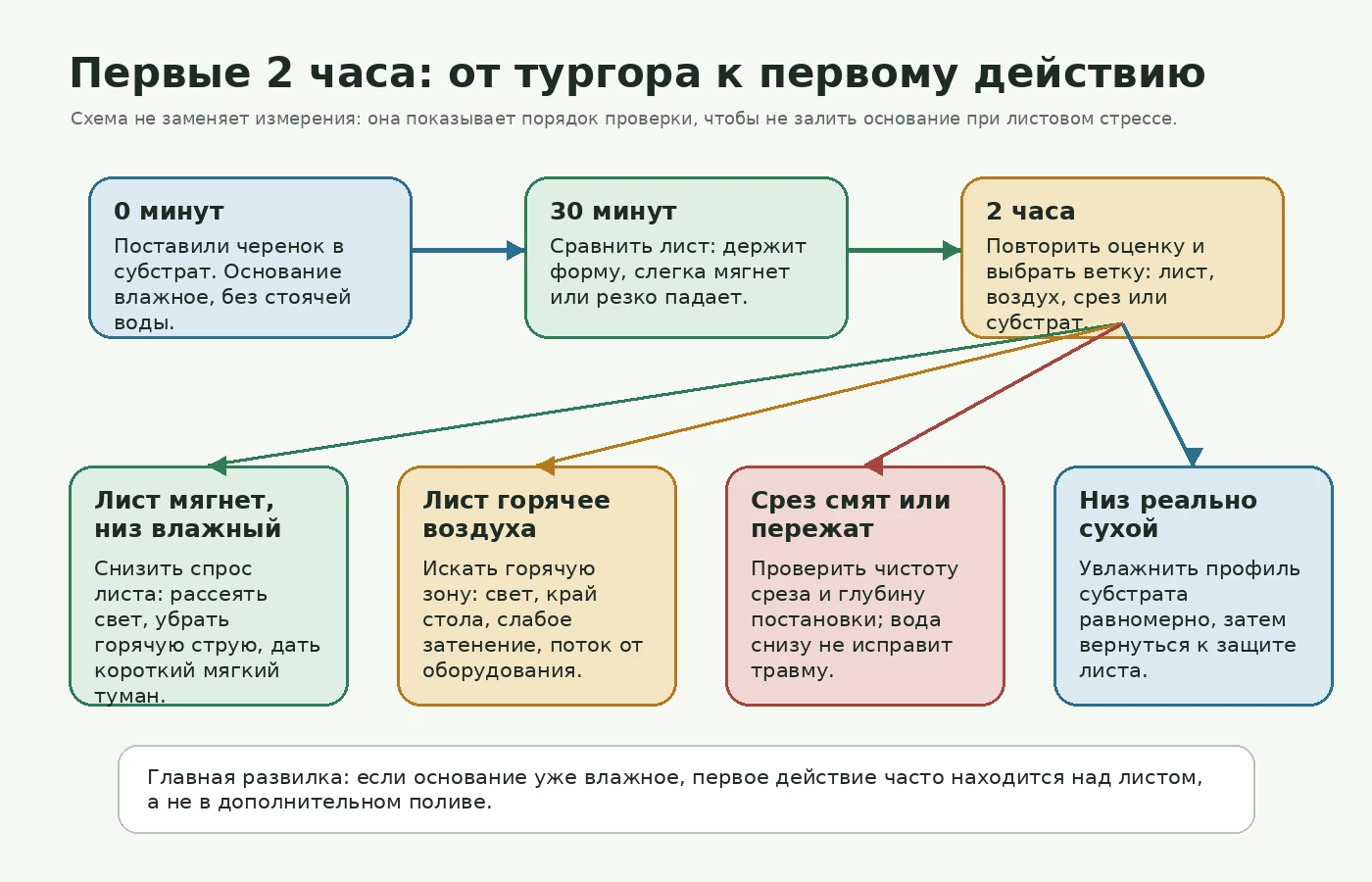 Дерево решений в первые 2 часа после срезки черенка