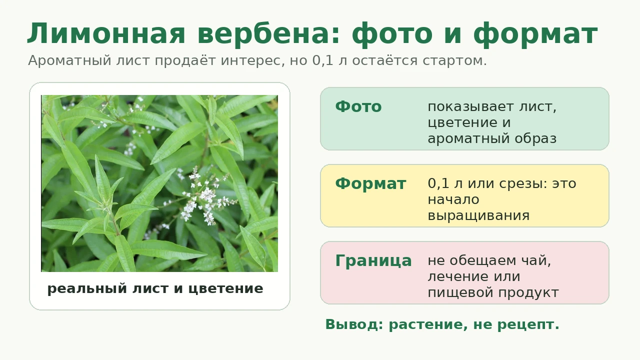 Вербена лимонная: товарное фото листа и граница стартового формата