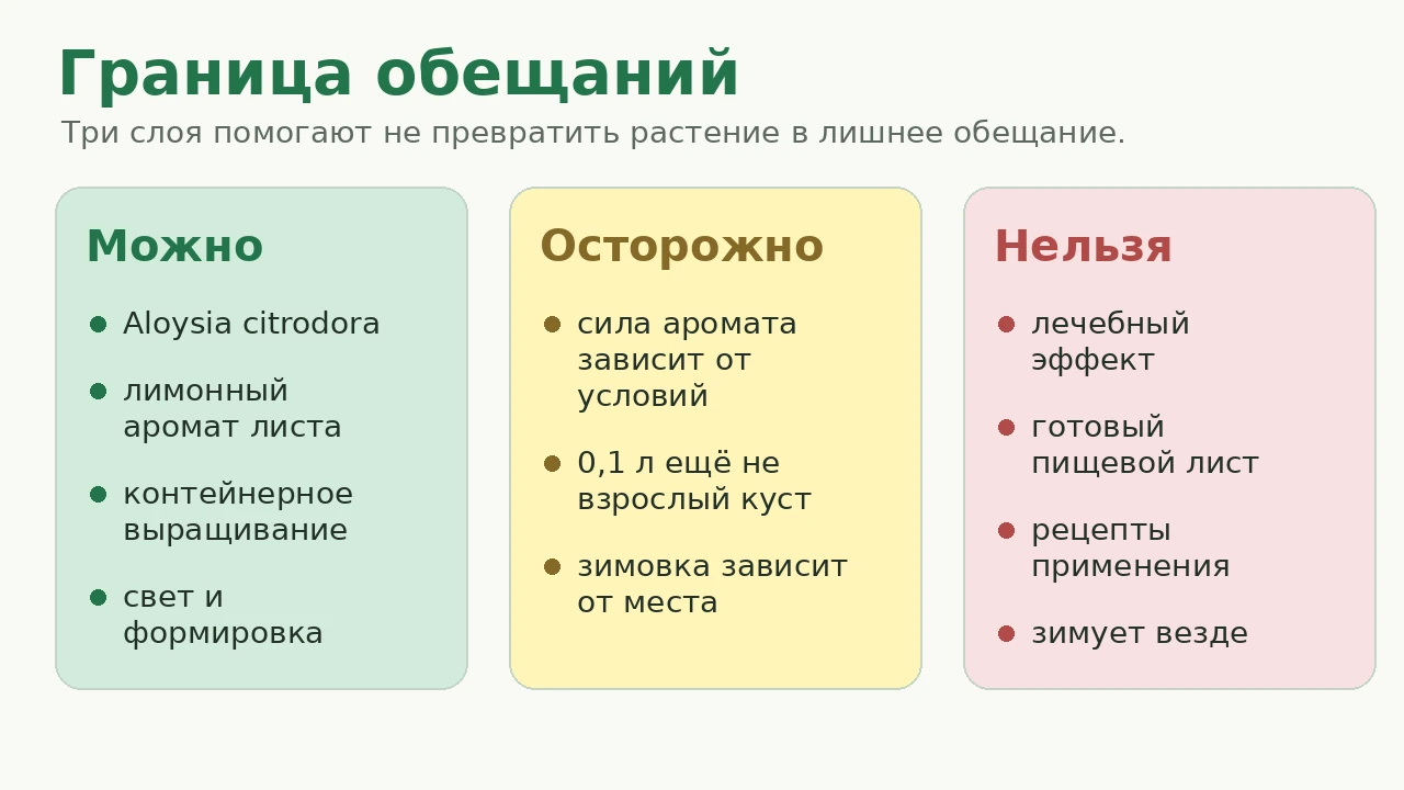 Вербена лимонная: граница между ботаническим, ароматическим и пищевым обещанием